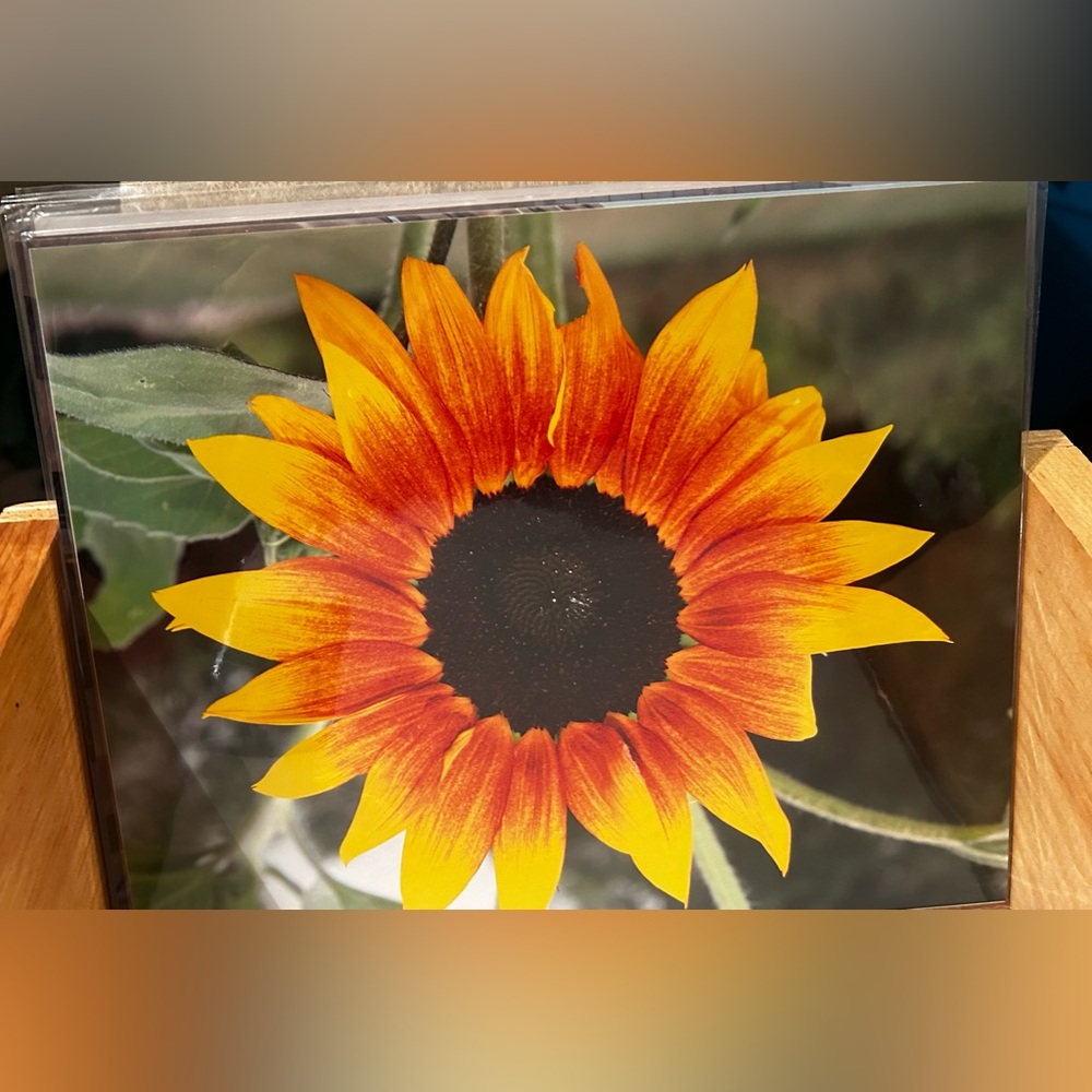 8x10 Photo Sunflower